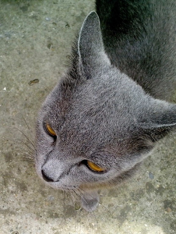 gray, cat, curious, face, close