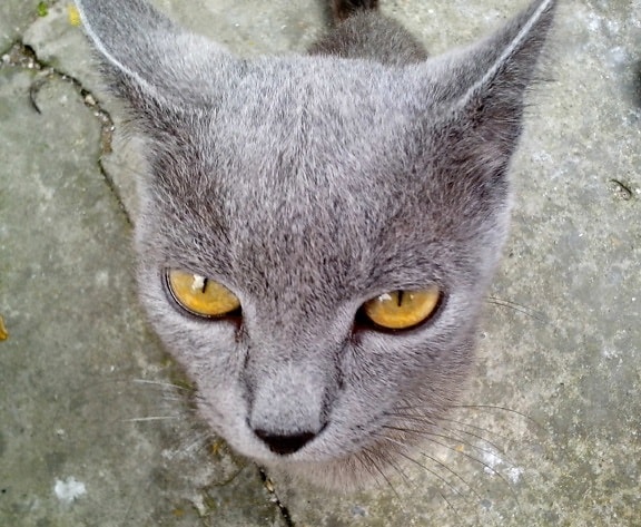 gray, cat, head, orange, eyes