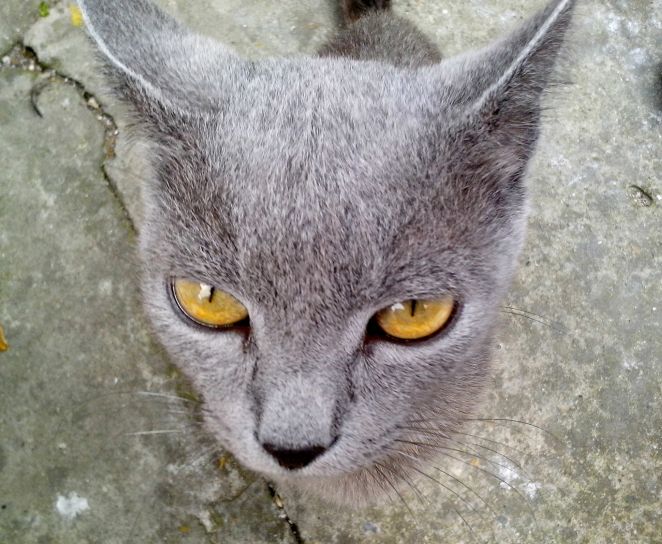 grå, katt, huvud, orange ögon