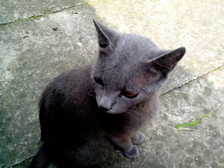 gris, gato doméstico, concreto, camino