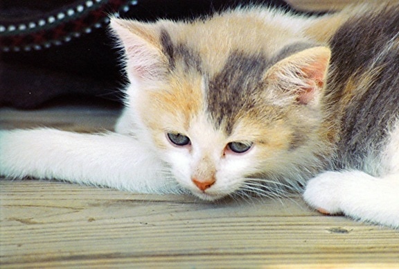 adorable kitten, domestic cat, animal