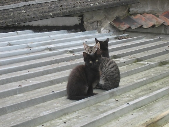 kittens, roof