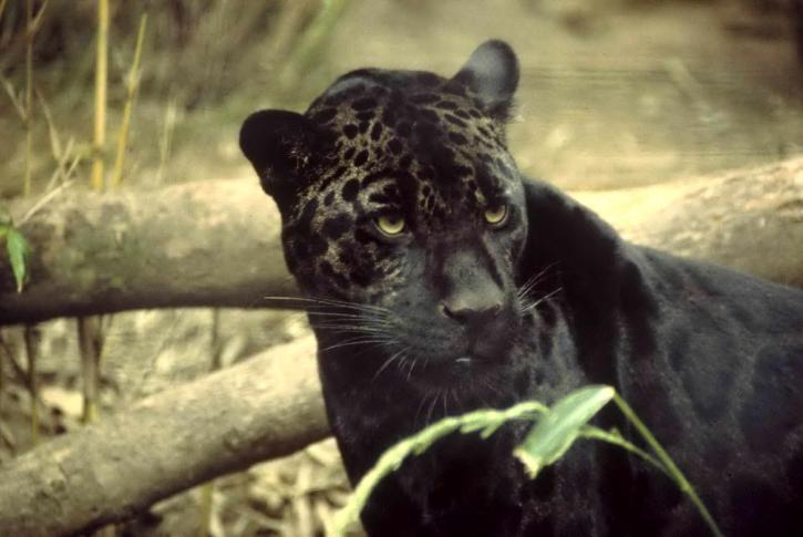 preto, jaguar, animal, mamífero