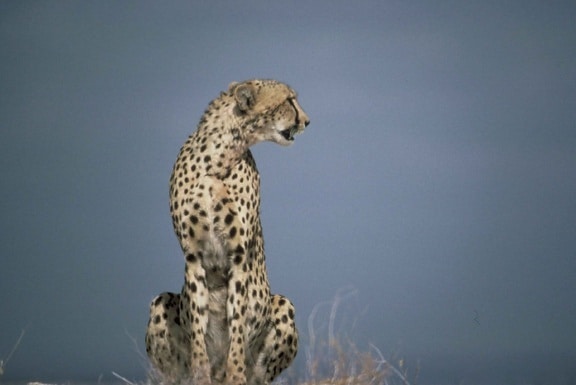 Cheetah, afrikansk, predator, pattedyr, dyr, acinonyx, jubatus