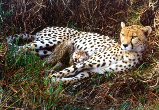 gepard, nejrychlejší, země, zvířat, Namibie