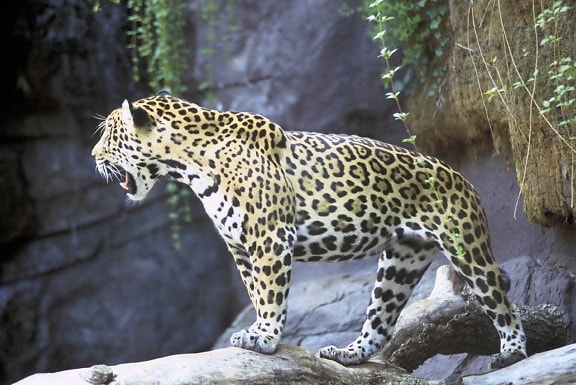 giaguaro, animale, Panthera, onca