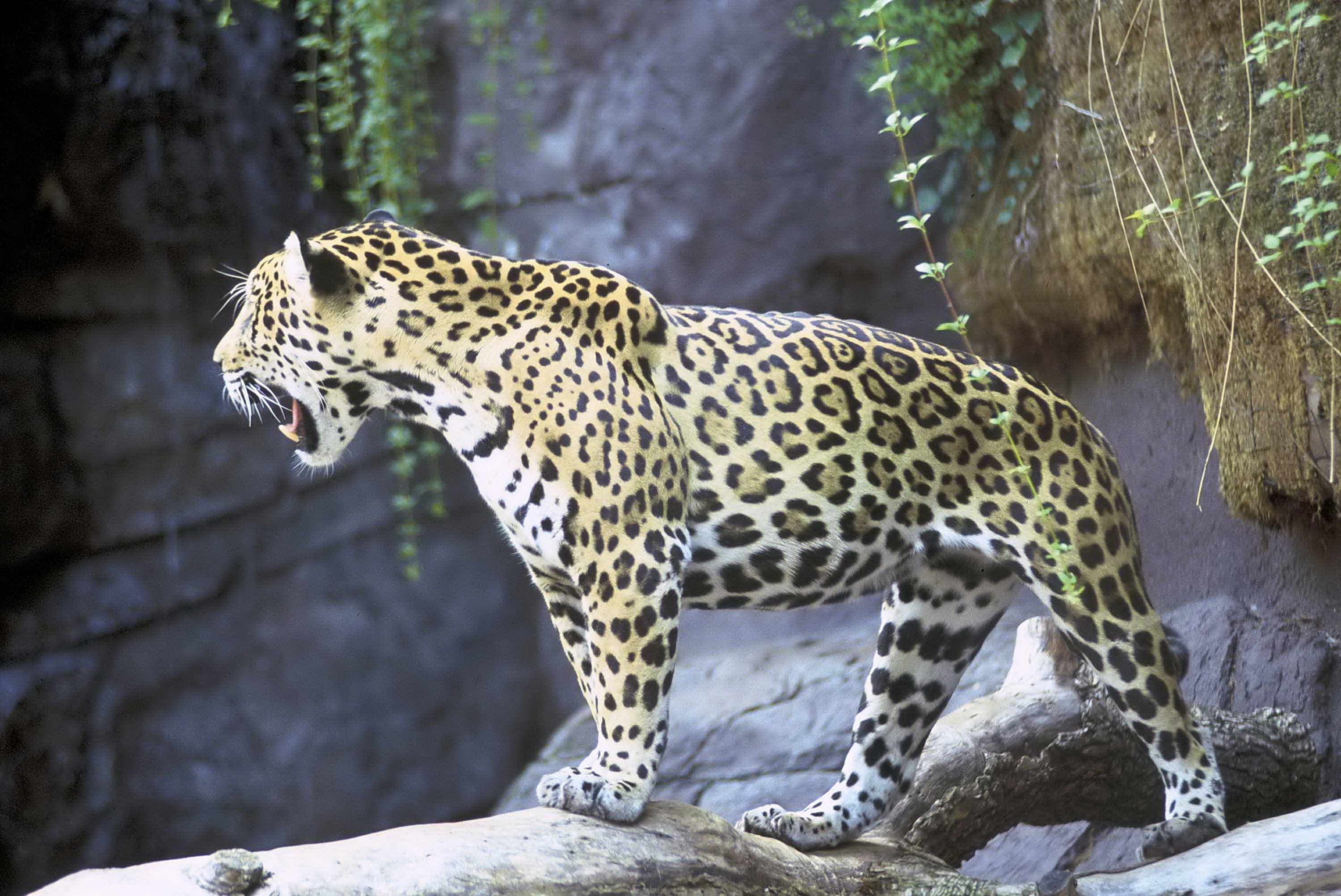 33+ Hewan jaguar hitam new