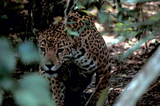 jaguar, panthera, onca, endangered, specie