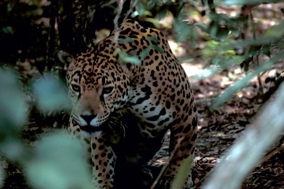 Ягуар, panthera onca, находящихся под угрозой исчезновения, породы