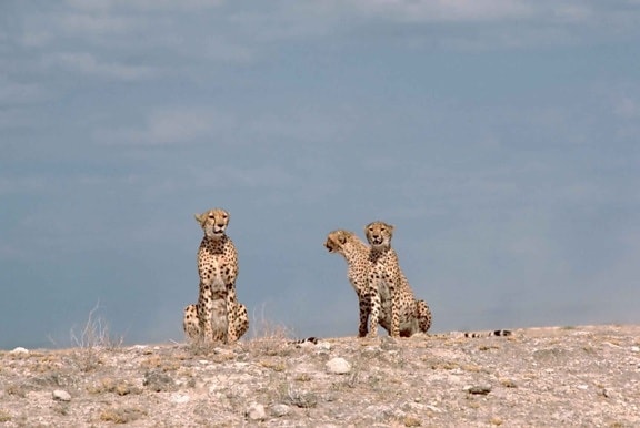 three, cheetahs, sitting, Kenya, Africa, acinonyx, jubatus