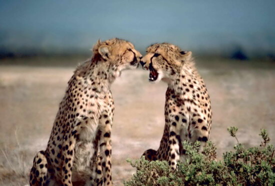 dua, Cheetah, Afrika, hewan, acinonyx, jubatus, menghadapi
