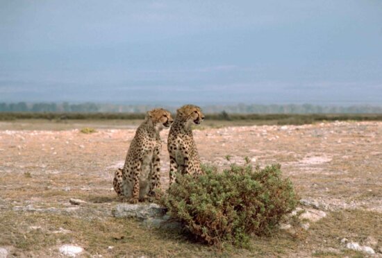 2 เสือชีต้า แอฟริกัน สัตว์ acinonyx, jubatus นั่งเล่น หน้า พุ่มไม้