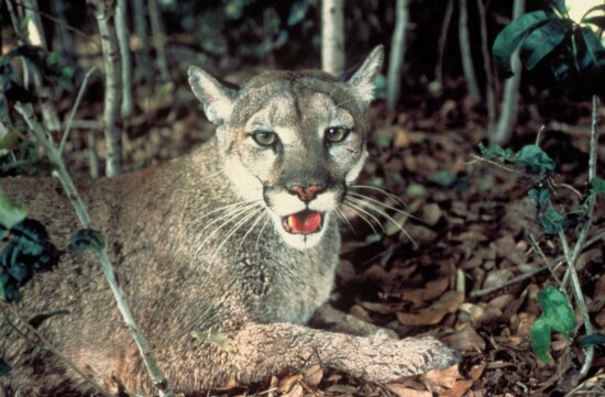 wild, Puma, Panther