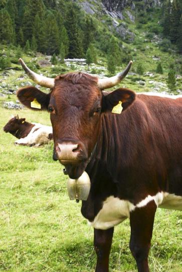 bovine, animal, field