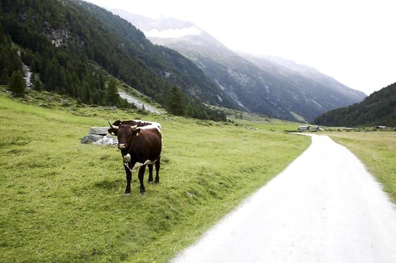bovine, catle, beside, road