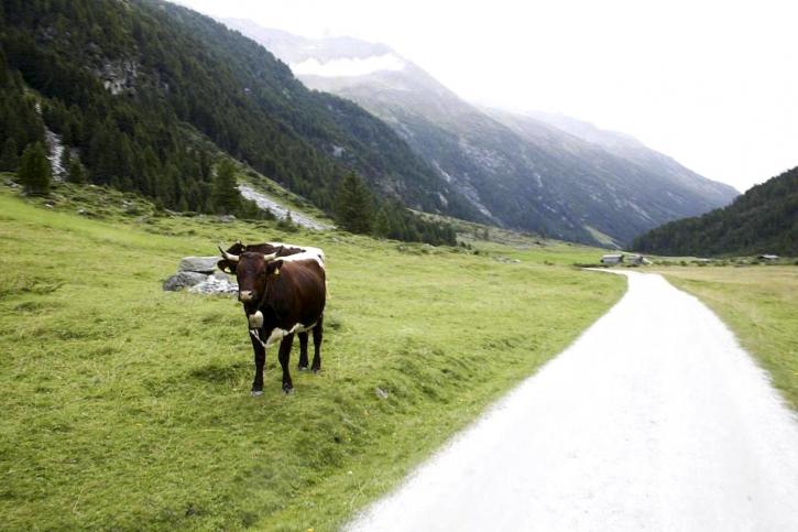 bovine, catle, à côté, route