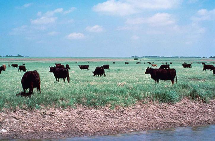 kvæg, græsning, vådområde, køer, sump, område