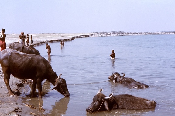 cattle, water, people, river, Bangladesh