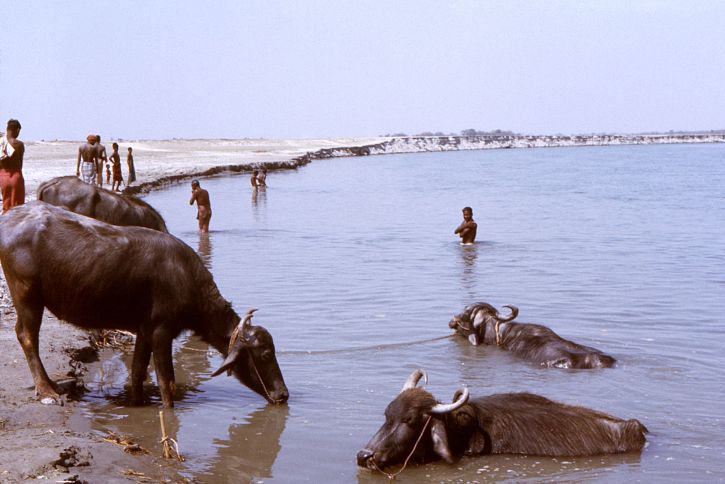 bestiame, acqua, persone, fiume, Bangladesh
