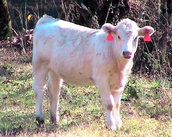 charolais, calf, cow