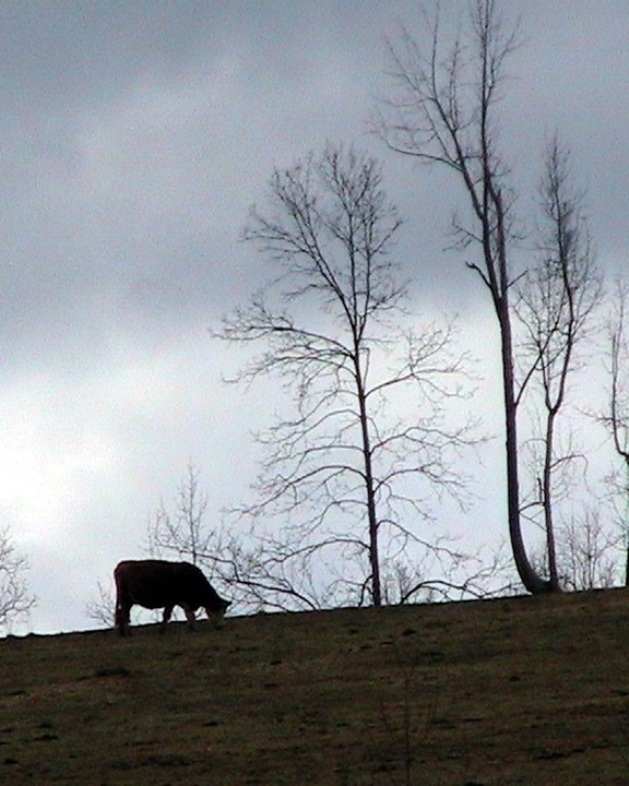 cow, animal, grazing, hill