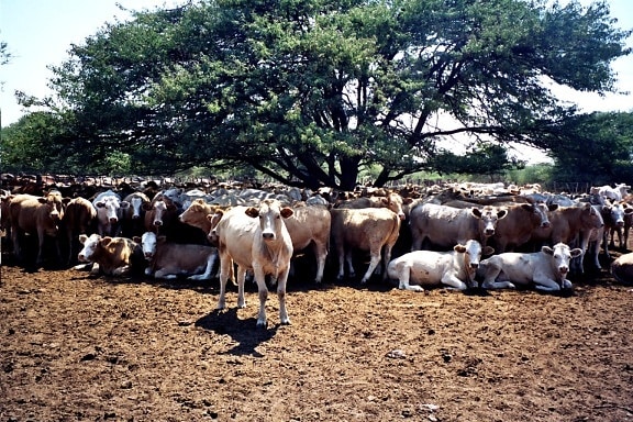 αγελάδες, αγέλη, βόσκει, Μποτσουάνα, Αφρική