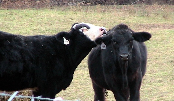 cows, love