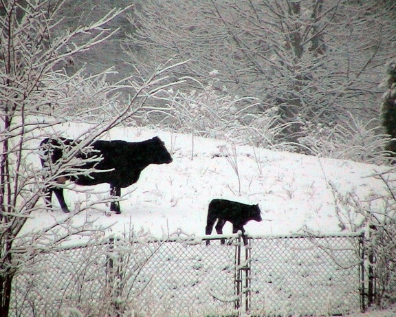 cows, snow
