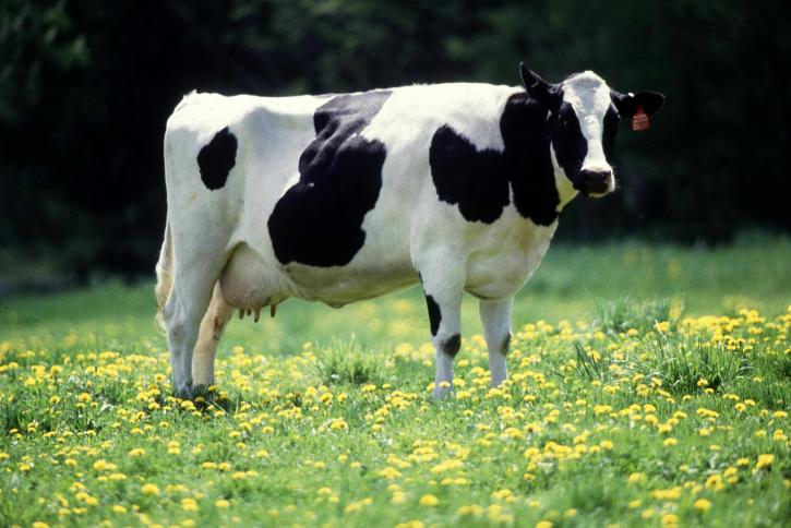 mléčné výrobky, kráva