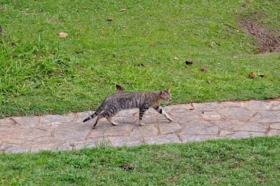 gatto domestico, marciapiede