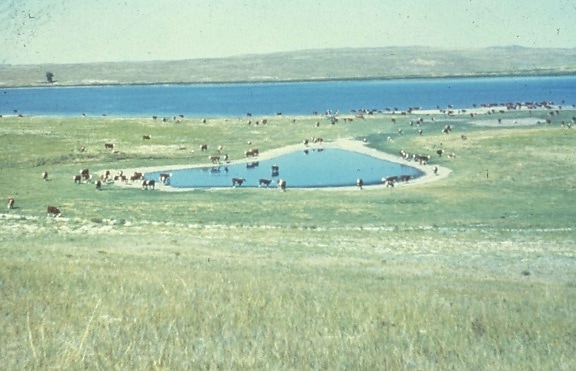 domestic cows, prairie, pothole, lake, background