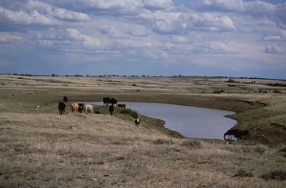 farm, cattle, animals, watering, hole