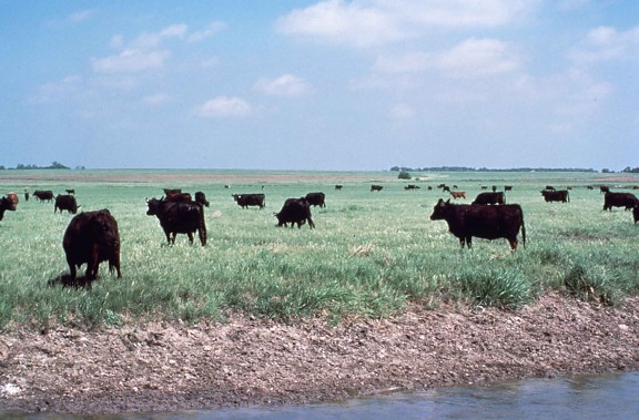 herd, grazing, wetlands