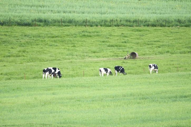 Holstein, catle, kŕmenie, polia