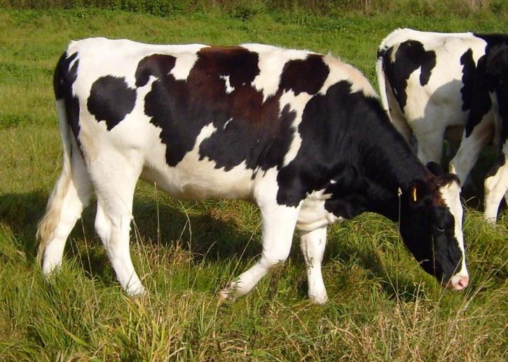 Holstein, krava
