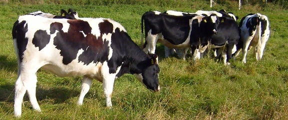holstein, cows, fields