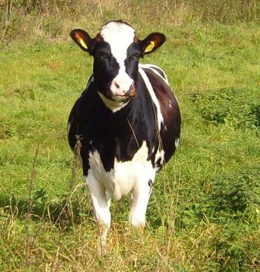 Holstein, Friesian, friesian, mucca