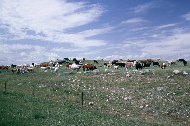 large, herd, cattle
