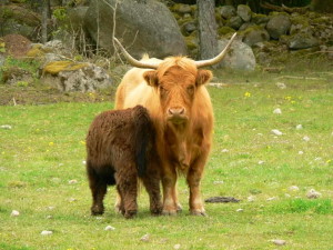 Free picture: looking, snowy, bush, cow