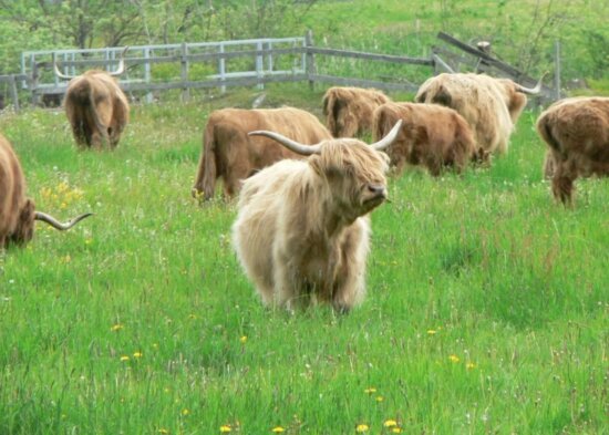 long, horned, cattle, field, eating, grass
