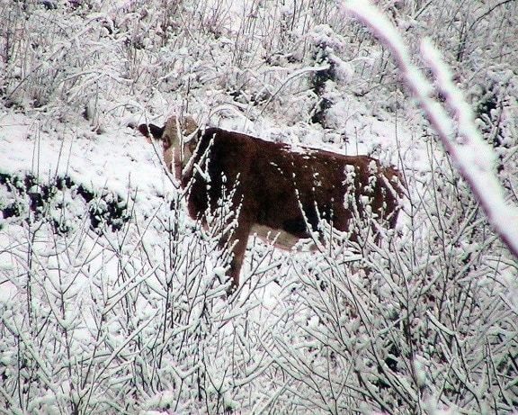 mira, cubierto de nieve, arbusto, vaca