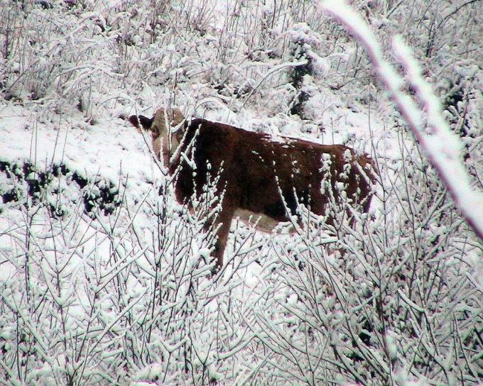 olhando, nevado, arbusto, vaca