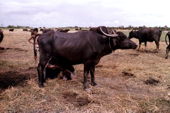 hombre, proceso, el ordeño, agua, búfalo, Patuajali, distrito, Bangladesh