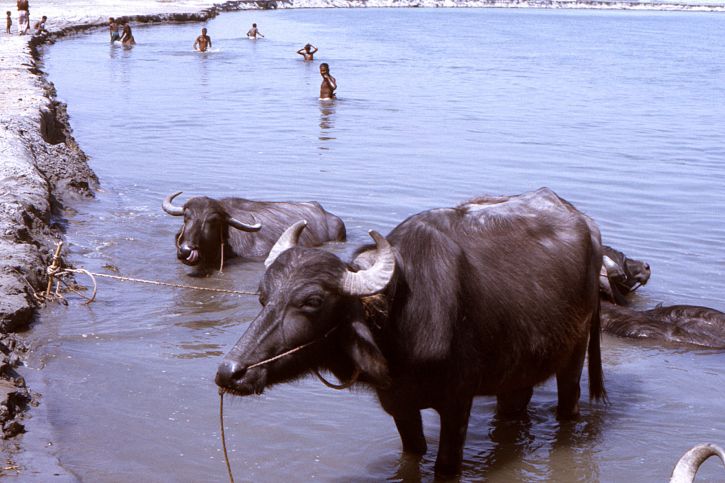gado, vaca, animal, água, Bangladesh