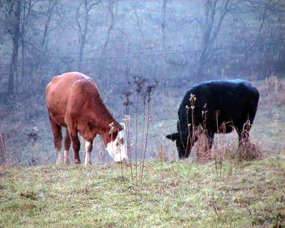 simmentals เล็มหญ้า วัว