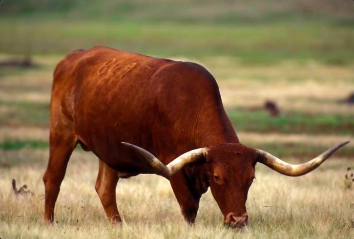 Texas longhorn szarvasmarha, bull, legelő