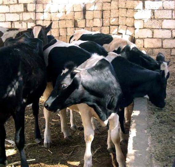 vacas, Gabala, sufrido, pobre, la salud, los agricultores, la gestión