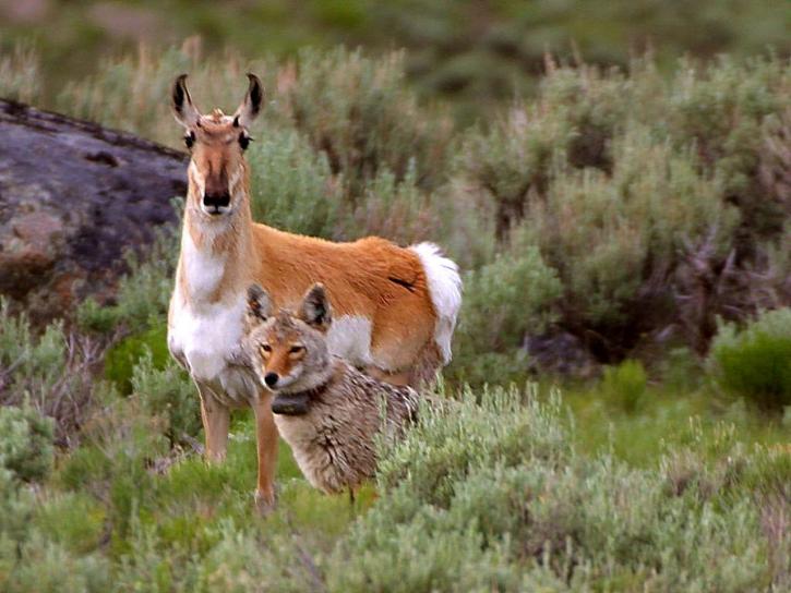 kojot, antilope, Yellowstone, park