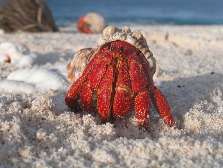 hermit, crab, emerges, shell