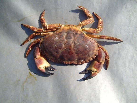 arthropodes, crabe
